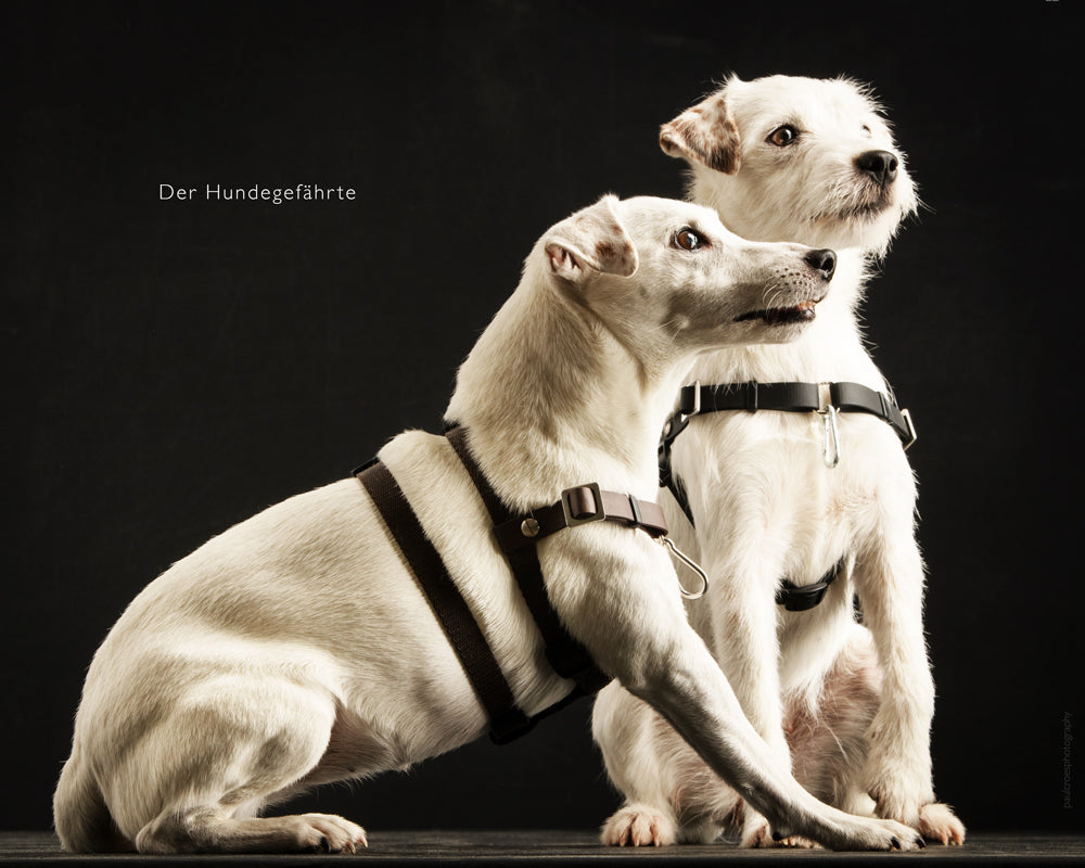 Anti-Stress-Geschirr STURMFREI® Saver für kleine Hunde, mit zusätzlichem Bauchgurt für besseren Halt und Kontrolle.